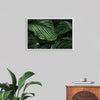 "Calathea Orbifolia Green Natural Leaves"