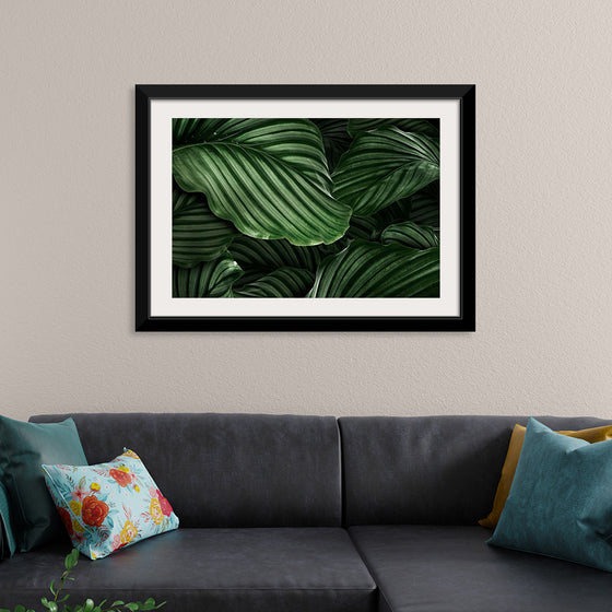 "Calathea Orbifolia Green Natural Leaves"