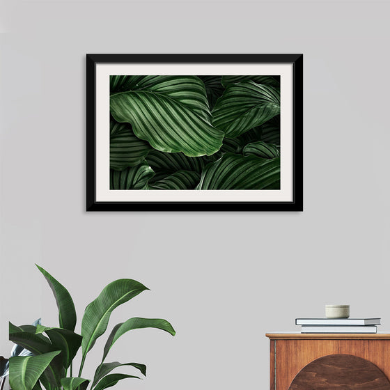 "Calathea Orbifolia Green Natural Leaves"