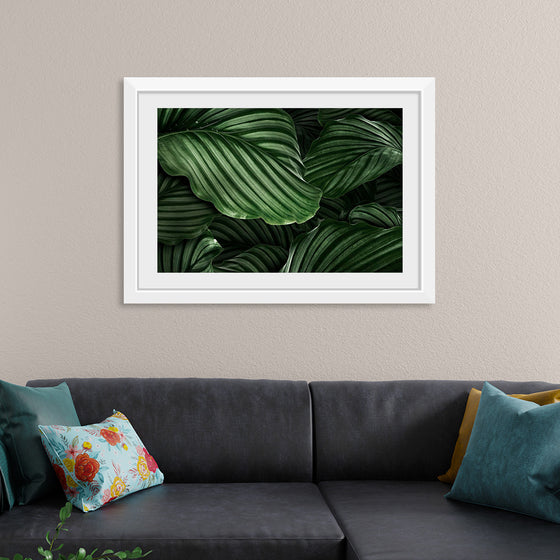 "Calathea Orbifolia Green Natural Leaves"