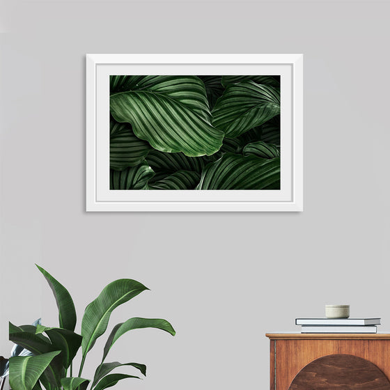 "Calathea Orbifolia Green Natural Leaves"