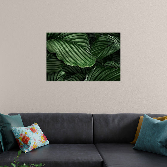 "Calathea Orbifolia Green Natural Leaves"