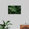 "Calathea Orbifolia Green Natural Leaves"