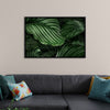 "Calathea Orbifolia Green Natural Leaves"