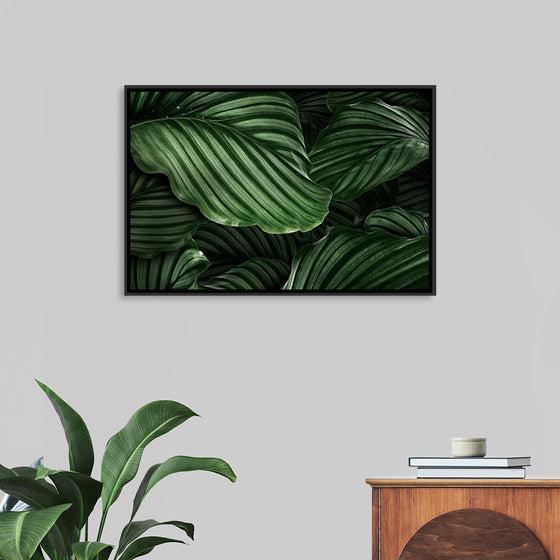 "Calathea Orbifolia Green Natural Leaves"