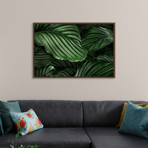 "Calathea Orbifolia Green Natural Leaves"