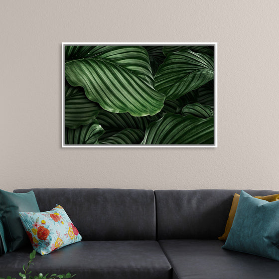 "Calathea Orbifolia Green Natural Leaves"