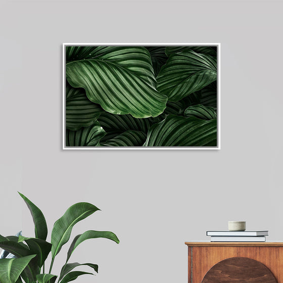 "Calathea Orbifolia Green Natural Leaves"