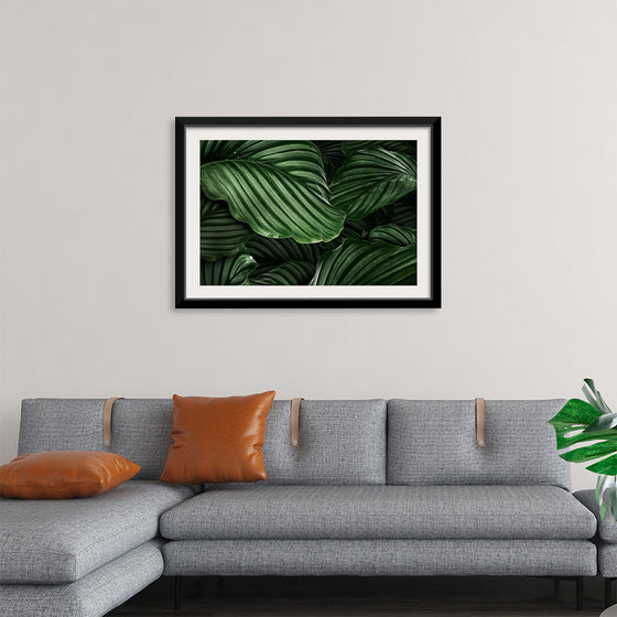 "Calathea Orbifolia Green Natural Leaves"