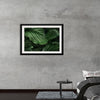 "Calathea Orbifolia Green Natural Leaves"