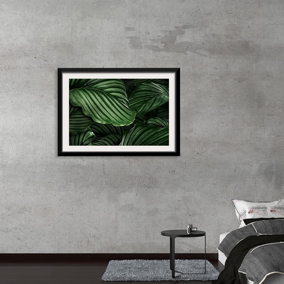 "Calathea Orbifolia Green Natural Leaves"