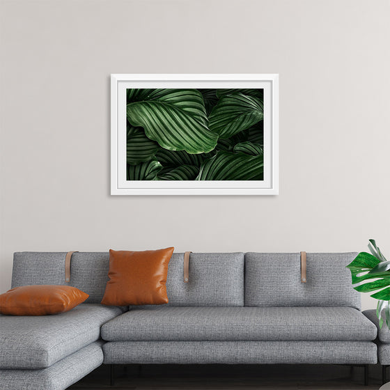 "Calathea Orbifolia Green Natural Leaves"