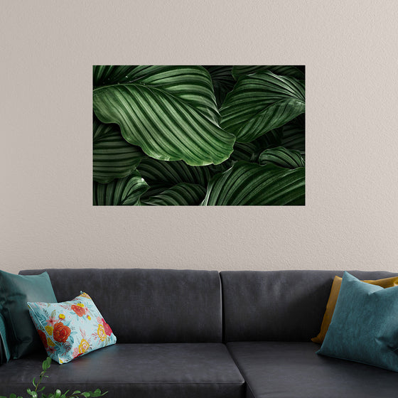 "Calathea Orbifolia Green Natural Leaves"