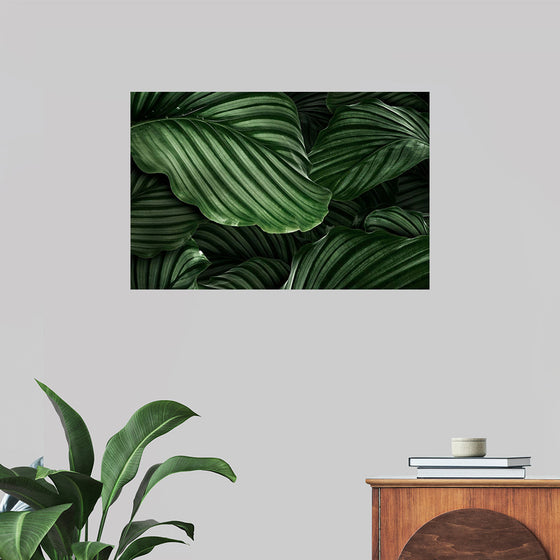 "Calathea Orbifolia Green Natural Leaves"