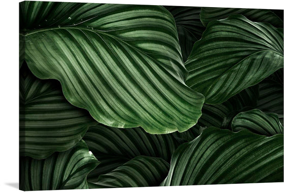 A mesmerizing print capturing the essence of nature, this artwork showcases a few large green leaves. The intricate patterns and vibrant colors make it a captivating piece that will effortlessly enhance any room. Bring the beauty of the outdoors into your space with this stunning artwork.