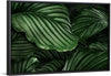 "Calathea Orbifolia Green Natural Leaves"