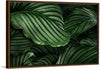 "Calathea Orbifolia Green Natural Leaves"