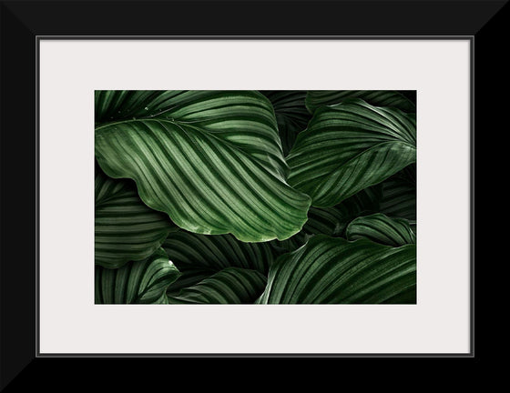 "Calathea Orbifolia Green Natural Leaves"