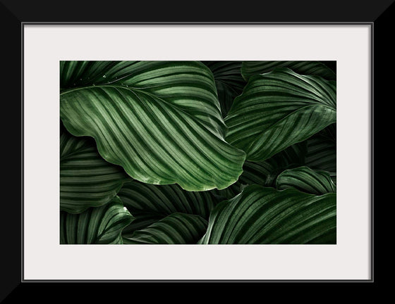 "Calathea Orbifolia Green Natural Leaves"