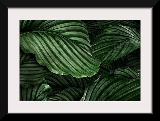 "Calathea Orbifolia Green Natural Leaves"