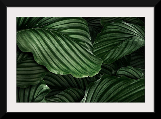 "Calathea Orbifolia Green Natural Leaves"