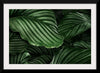 "Calathea Orbifolia Green Natural Leaves"