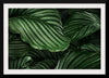 "Calathea Orbifolia Green Natural Leaves"