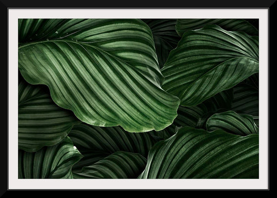 "Calathea Orbifolia Green Natural Leaves"