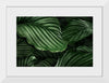 "Calathea Orbifolia Green Natural Leaves"