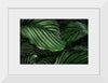 "Calathea Orbifolia Green Natural Leaves"