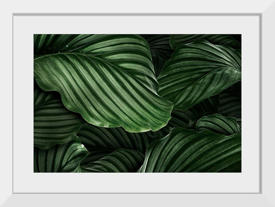 "Calathea Orbifolia Green Natural Leaves"