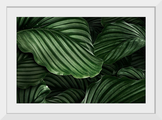 "Calathea Orbifolia Green Natural Leaves"