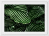 "Calathea Orbifolia Green Natural Leaves"