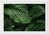 "Calathea Orbifolia Green Natural Leaves"