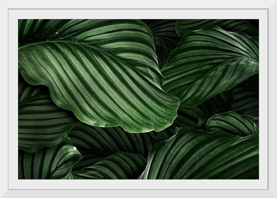 "Calathea Orbifolia Green Natural Leaves"