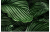 "Calathea Orbifolia Green Natural Leaves"