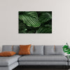 "Calathea Orbifolia Green Natural Leaves"