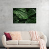 "Calathea Orbifolia Green Natural Leaves"