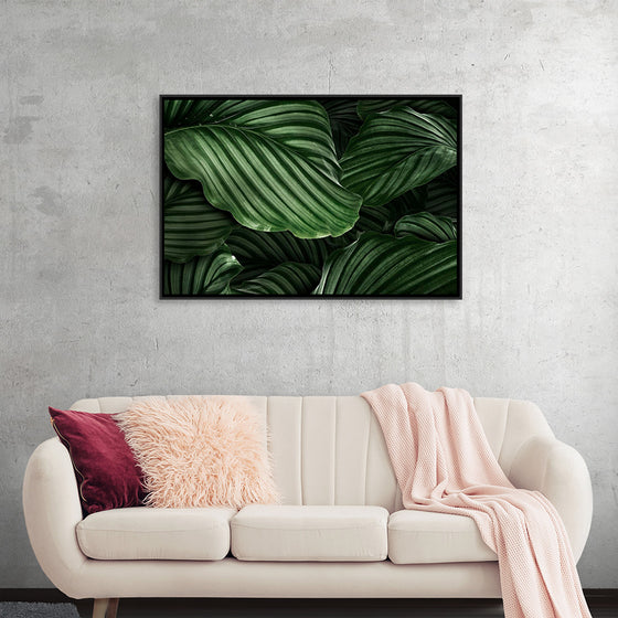 "Calathea Orbifolia Green Natural Leaves"