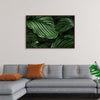 "Calathea Orbifolia Green Natural Leaves"