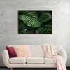 "Calathea Orbifolia Green Natural Leaves"