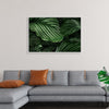 "Calathea Orbifolia Green Natural Leaves"