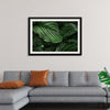 "Calathea Orbifolia Green Natural Leaves"