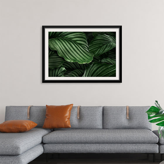 "Calathea Orbifolia Green Natural Leaves"