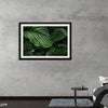 "Calathea Orbifolia Green Natural Leaves"