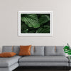 "Calathea Orbifolia Green Natural Leaves"