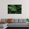 "Calathea Orbifolia Green Natural Leaves"