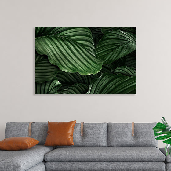 "Calathea Orbifolia Green Natural Leaves"