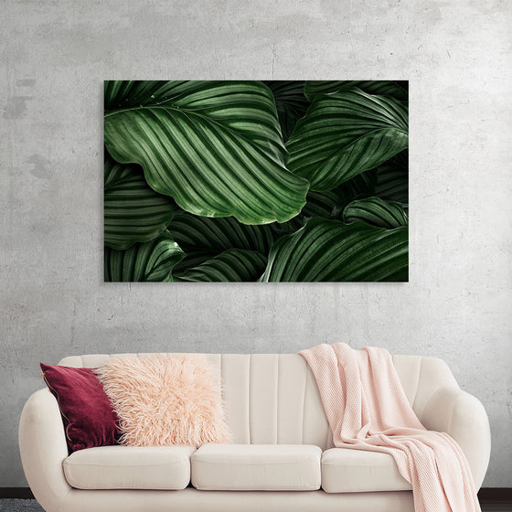 "Calathea Orbifolia Green Natural Leaves"