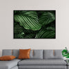 "Calathea Orbifolia Green Natural Leaves"